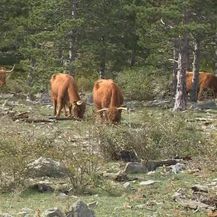 Bageri na Velebitu rušili bespravne objekte - 4