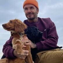 David Beckham sa svojim psima