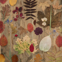Jesenske dekoracije s lišćem