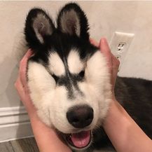Husky (Foto: brigthside.me) - 15