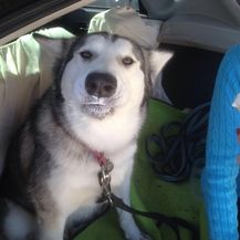 Husky (Foto: brigthside.me) - 17
