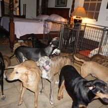 Psi u kući Chelle Phillips (Foto: Chella Phillips/Voiceless Dogs of Nassau) - 1