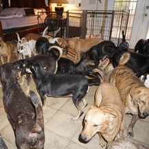Psi u kući Chelle Phillips (Foto: Chella Phillips/Voiceless Dogs of Nassau) - 3