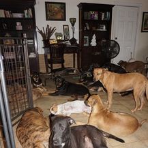 Psi u kući Chelle Phillips (Foto: Chella Phillips/Voiceless Dogs of Nassau) - 4
