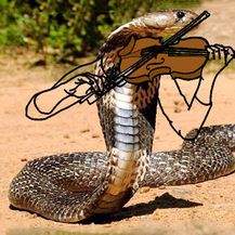 Smiješne zmije (Foto: boredpanda.com) - 28