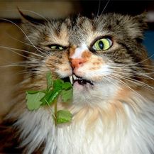 Nadrogirane mačke (Foto: sadanduseless.com) - 5