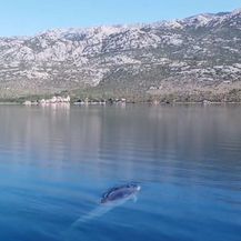 Istraživači dronom snimili velikog kita u Jadranu - 3