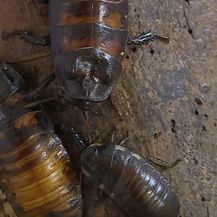 Madagaskarski siktajući žohari - 2