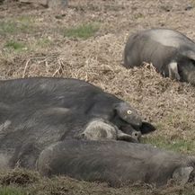 Pad cijene svinjetine zbog afričke kuge - 6