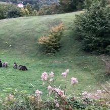 Snimke medvjedice s mladuncima - 2