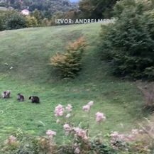 Snimke medvjedice s mladuncima - 4