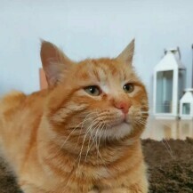 Narančaste mace čitateljica - 7