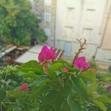 Mini bugenvilija raste na balkonu stana u Zadru - 1