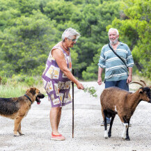 Neobično prijateljstvo u Puli između psa, ovčarke Lee i koze Anke-Porculanke - 6