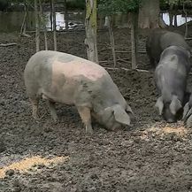 Europa smanjuje proizvodnju svinjskog mesa - 4