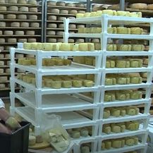 Paški sir - 1