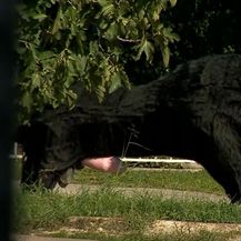 Napad ispred rovinjskog svingerskog kluba Anakonda - 1