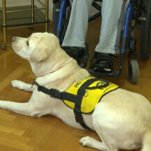 Radni psi iz Udruge za školovanje pasa vodiča i mobilitet - 6