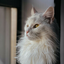 Mačka Maine Coon