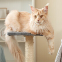 Mačka Maine Coon