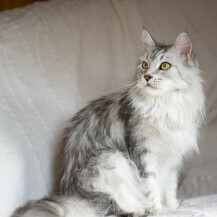 Maine Coon