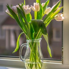 Tulipani