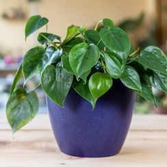 Filodendron