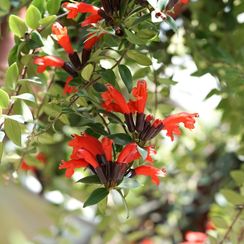 Ešinant ili na engleskom lipstick plant