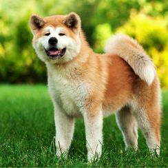 Akita
