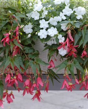 Cvijeće koje voli sjenu