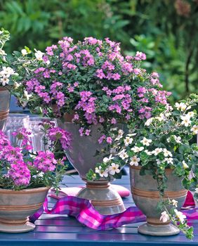 Bakopa će se divno uklopiti s ostalim cvijećem