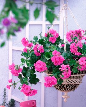 Viseća pelargonija