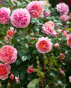 Ruže čajevke jedne su od najzahvalnijih za uzgoj