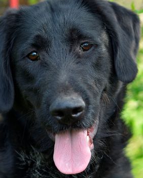 ChezMarie, prvi keramički kafić u Zagrebu, priprema dobrotvornu akciju za štićenike Skloništa za nezbrinute životinje Grada Zagreba u Dumovcu