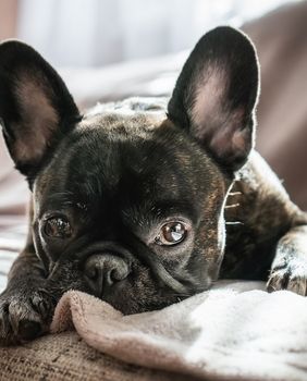 Slatki francuski buldog