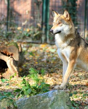Osnovnoškolci će tijekom uskrsnih školskih praznika u zagrebačkom zoo vrtu moći postati zoo rendžeri - 1