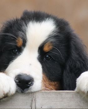 Bernski planinski pas