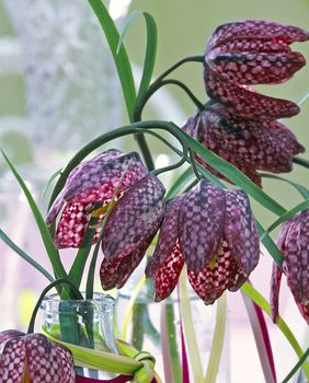 Cvijet kockavica, poznat i kao obična kockavica, prepoznatljiv je po svom jedinstvenom uzorku na laticama - 8