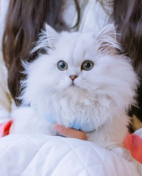 Minuet ili Napoleon mačka novija je pasmina koja osvaja slatkoćom - 5