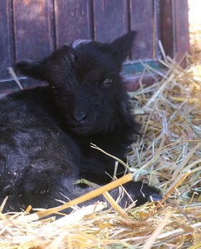 Garavo janje s bijelim čuperkom zvijezda je Dječjeg zooa uoči Uskrsa - 4