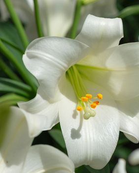 Bijeli ili uskrsni ljiljan