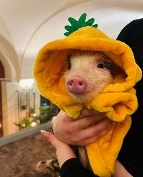 Mini Pig cafe