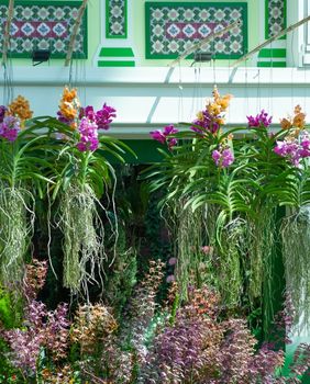 Vanda orhideja