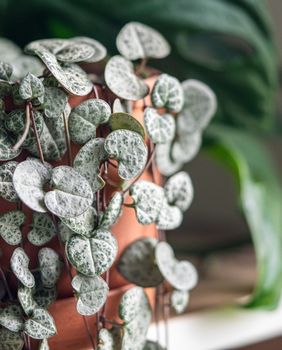 Ceropegia woodii