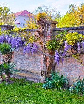 Glicinije naših čitateljica