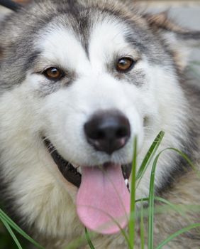 Međunarodni dan beskućnih životinja obilježit će se u Dumovcu u subotu 19. kolovoza - 3