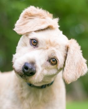 Psi naginju glavu kad im govorimo