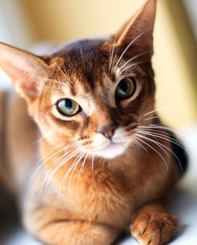 Ovo je najinteligentnija pasmina mačke