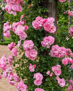 Ruže bez trnja simbol su Velike Gospe