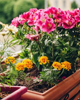 Uz ove savjete vaše će biljke prodisati